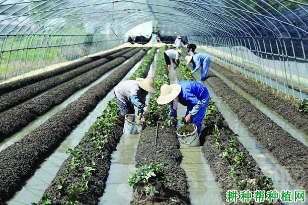 大棚草莓什么时候种好,每亩种多少株? 大棚草莓什么时候种好,每亩种多少株?