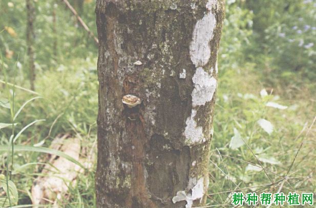 槟榔茎腐病如何防治,有什么**药? 槟榔茎腐病如何防治,有什么**药?