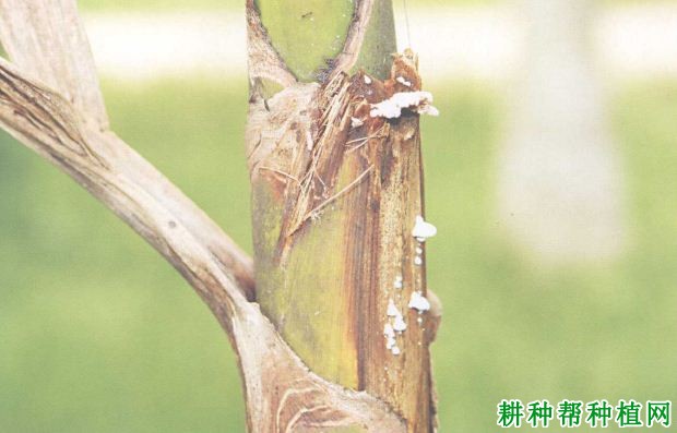 槟榔茎腐病如何防治,有什么**药? 槟榔茎腐病如何防治,有什么**药?