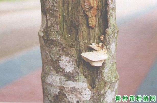 槟榔茎腐病如何防治,有什么**药? 槟榔茎腐病如何防治,有什么**药?