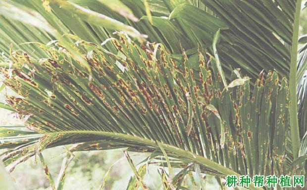 槟榔细菌性条斑病如何防治,有什么**药? 槟榔细菌性条斑病如何防治,有什么**药?