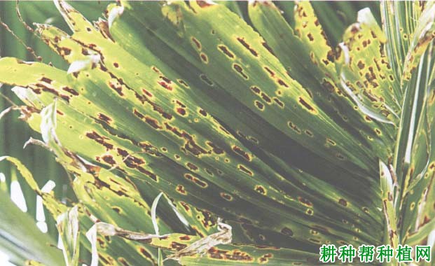 槟榔细菌性条斑病如何防治,有什么**药? 槟榔细菌性条斑病如何防治,有什么**药?