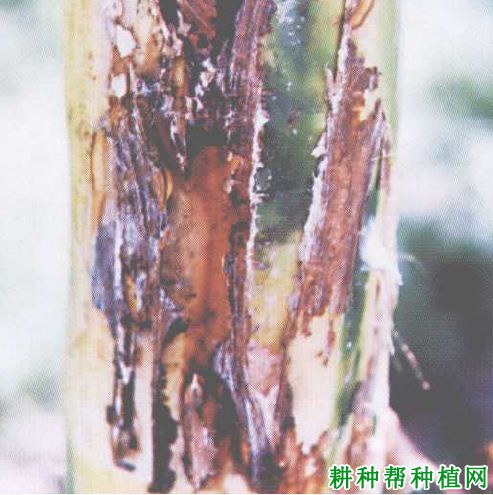 槟榔鞘腐病如何防治,有什么**药? 槟榔鞘腐病如何防治,有什么**药?