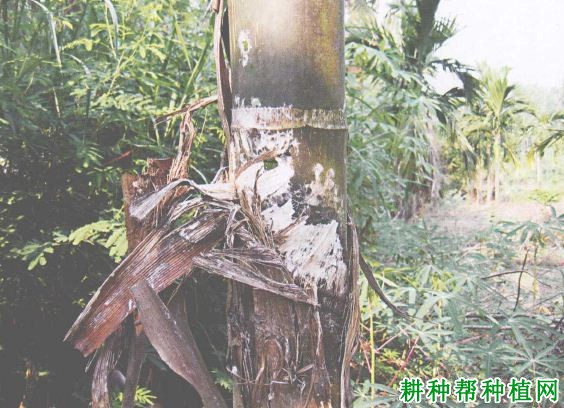 槟榔鞘腐病如何防治,有什么**药? 槟榔鞘腐病如何防治,有什么**药?