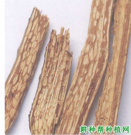 槟榔褐根病如何防治,有什么**药? 槟榔褐根病如何防治,有什么**药?