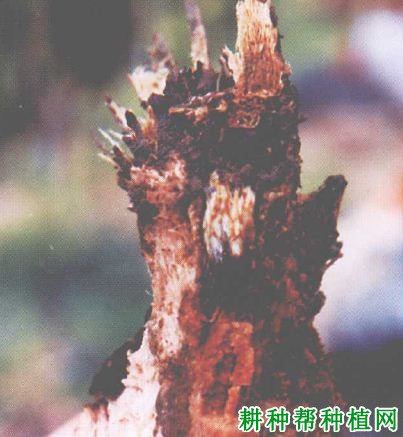 槟榔褐根病如何防治,有什么**药? 槟榔褐根病如何防治,有什么**药?