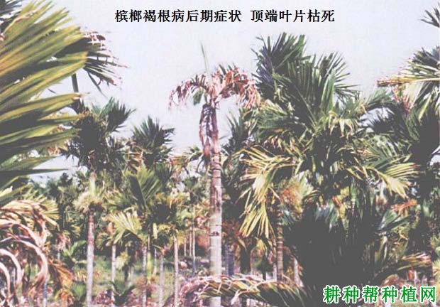 槟榔褐根病如何防治,有什么**药? 槟榔褐根病如何防治,有什么**药?