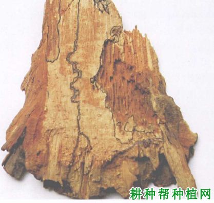 槟榔黑纹根病如何防治,有什么**药? 槟榔黑纹根病如何防治,有什么**药?