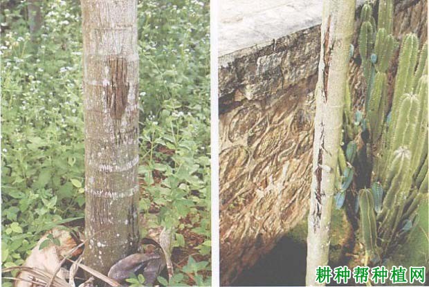 槟榔日灼病如何防治,有什么**药? 槟榔日灼病如何防治,有什么**药?
