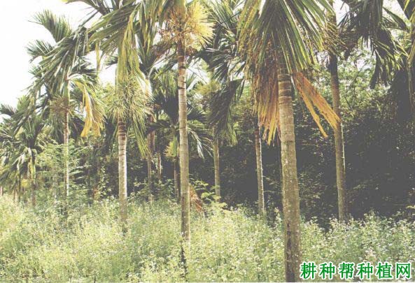 槟榔日灼病如何防治,有什么**药? 槟榔日灼病如何防治,有什么**药?