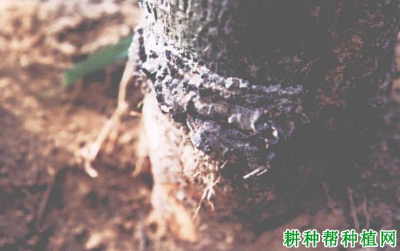 槟榔黑纹根病如何防治,有什么**药? 槟榔黑纹根病如何防治,有什么**药?
