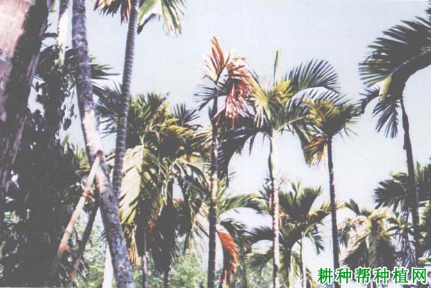 槟榔红根病如何防治,有什么**药? 槟榔红根病如何防治,有什么**药?