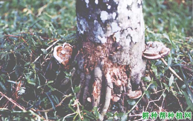 槟榔红根病如何防治,有什么**药? 槟榔红根病如何防治,有什么**药?