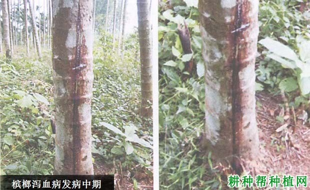槟榔泻血病如何防治,有什么**药? 槟榔泻血病如何防治,有什么**药?