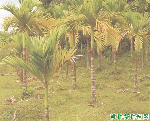 槟榔生理性黄叶病如何防治,有什么**药? 槟榔生理性黄叶病如何防治,有什么**药?