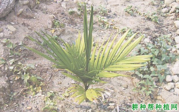 槟榔生理性黄叶病如何防治,有什么**药? 槟榔生理性黄叶病如何防治,有什么**药?