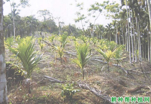 槟榔生理性黄叶病如何防治,有什么**药? 槟榔生理性黄叶病如何防治,有什么**药?
