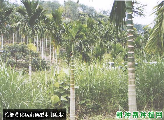 槟榔黄化病如何防治,有什么**药? 槟榔黄化病如何防治,有什么**药?