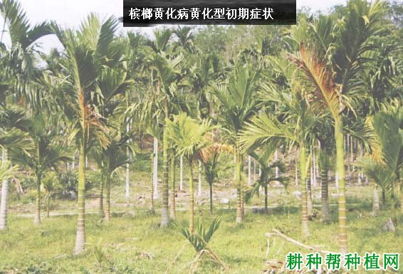 槟榔黄化病如何防治,有什么**药? 槟榔黄化病如何防治,有什么**药?