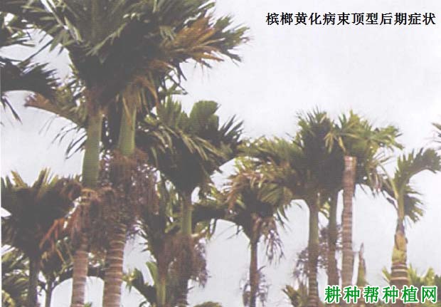 槟榔黄化病如何防治,有什么**药? 槟榔黄化病如何防治,有什么**药?
