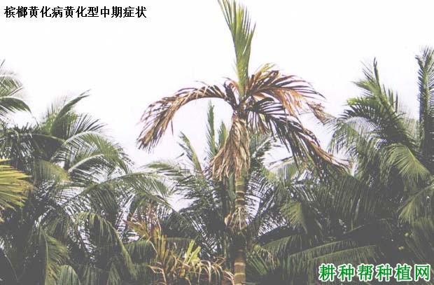 槟榔黄化病如何防治,有什么**药? 槟榔黄化病如何防治,有什么**药?