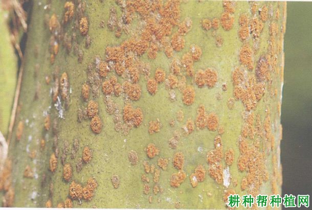 槟榔藻斑病如何防治,有什么**药? 槟榔藻斑病如何防治,有什么**药?