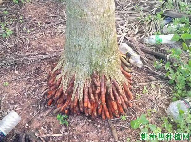 适宜槟榔树的生长环境是怎么样? 适宜槟榔树的生长环境是怎么样?