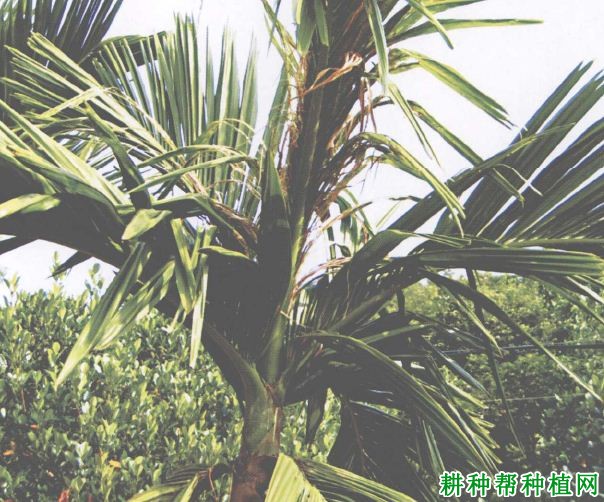 槟榔如何防治椰心叶甲? 槟榔如何防治椰心叶甲?