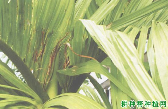 槟榔如何防治椰心叶甲? 槟榔如何防治椰心叶甲?