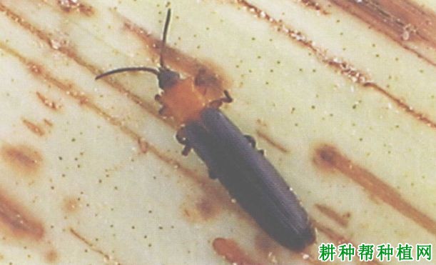 槟榔如何防治椰心叶甲? 槟榔如何防治椰心叶甲?