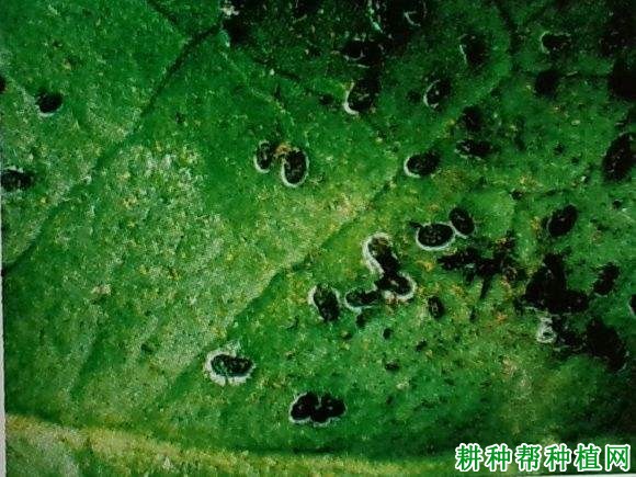 槟榔如何防治黑刺粉虱? 槟榔如何防治黑刺粉虱?