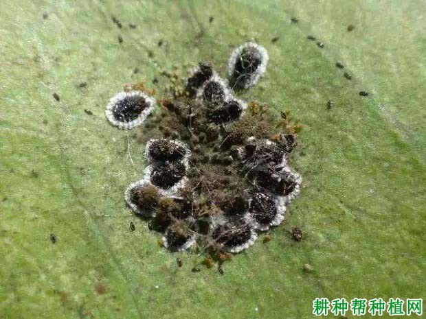 槟榔如何防治黑刺粉虱? 槟榔如何防治黑刺粉虱?