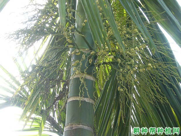 槟榔什么时候开花,有哪些特点? 槟榔什么时候开花,有哪些特点?