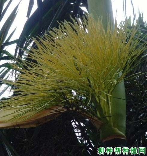槟榔什么时候开花,有哪些特点? 槟榔什么时候开花,有哪些特点?