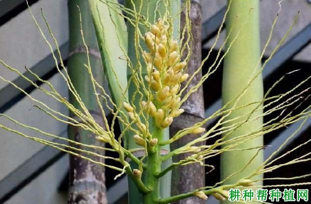 槟榔什么时候开花,有哪些特点? 槟榔什么时候开花,有哪些特点?