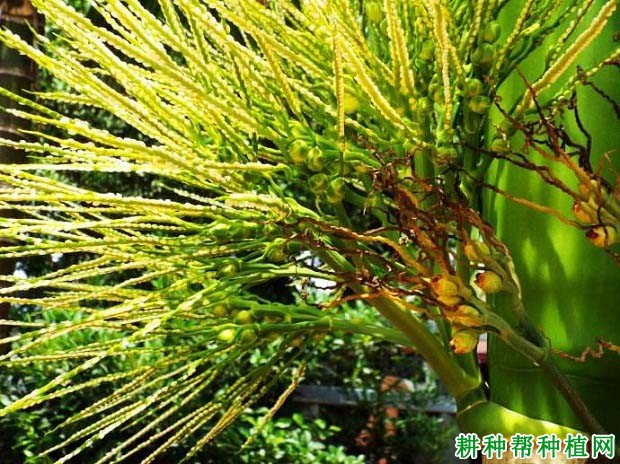 槟榔什么时候开花,有哪些特点? 槟榔什么时候开花,有哪些特点?