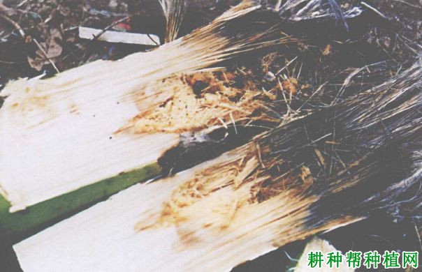 槟榔如何防治红棕象甲? 槟榔如何防治红棕象甲?