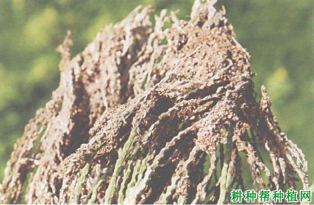 槟榔如何防治红脉穗螟? 槟榔如何防治红脉穗螟?