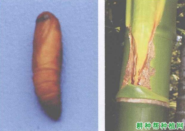 槟榔如何防治红脉穗螟? 槟榔如何防治红脉穗螟?