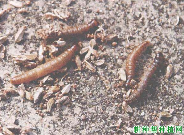 槟榔如何防治红脉穗螟? 槟榔如何防治红脉穗螟?
