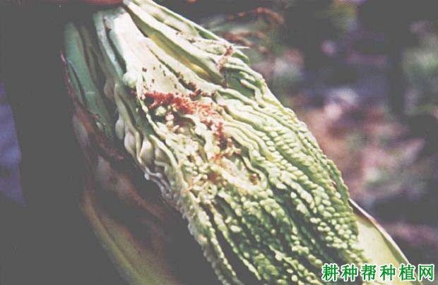 槟榔如何防治红脉穗螟? 槟榔如何防治红脉穗螟?