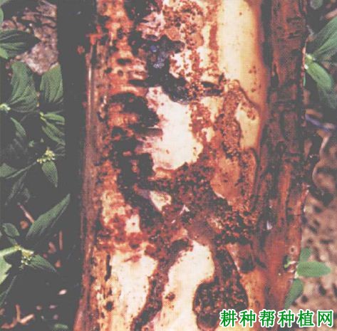 槟榔如何防治红脉穗螟? 槟榔如何防治红脉穗螟?