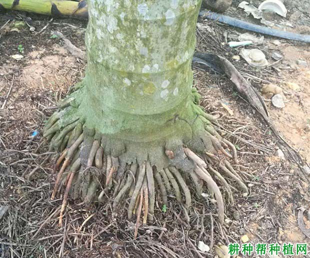 槟榔的根系有哪些特点? 槟榔的根系有哪些特点?