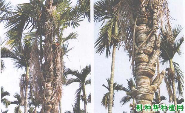 槟榔丛枝病如何防治,有什么**药? 槟榔丛枝病如何防治,有什么**药?