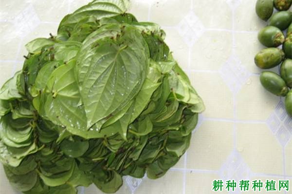 槟榔怎么吃? 槟榔怎么吃?