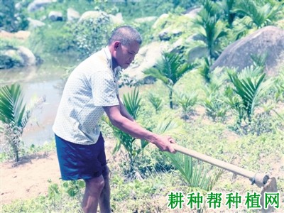 槟榔苗移栽后要注意什么? 槟榔苗移栽后要注意什么?