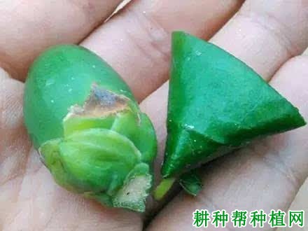 槟榔怎么吃? 槟榔怎么吃?