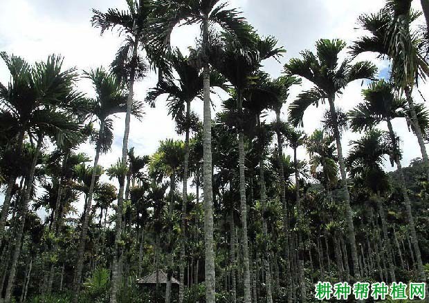 槟榔主要产地是哪里? 槟榔主要产地是哪里?