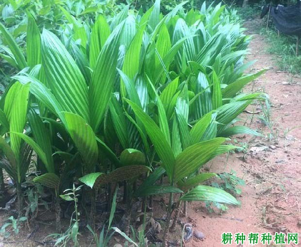 槟榔苗如何种植,一亩地需要多少槟榔苗? 槟榔苗如何种植,一亩地需要多少槟榔苗?