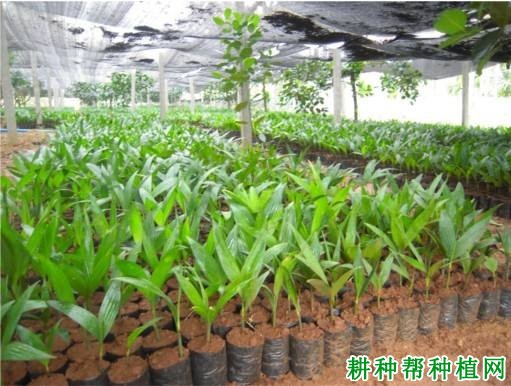 槟榔苗如何种植,一亩地需要多少槟榔苗? 槟榔苗如何种植,一亩地需要多少槟榔苗?